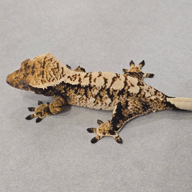 노멀 트라이 익스트림할리퀸