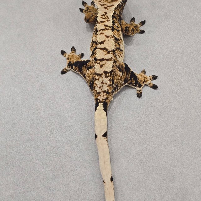 노멀 트라이 익스트림할리퀸