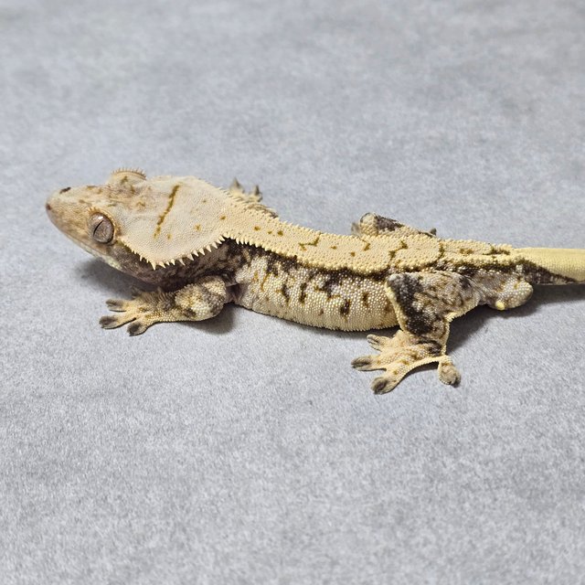 노멀 트라이 드리피 익스트림할리퀸