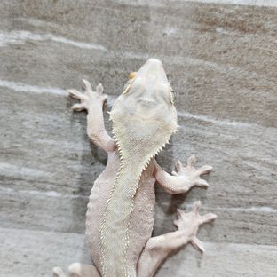 하이포