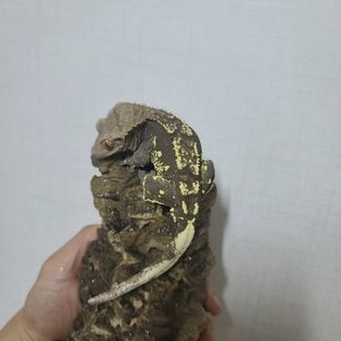 노멀 화이트포트홀