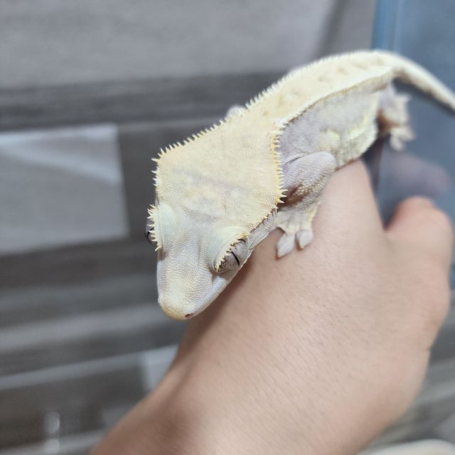 하이포