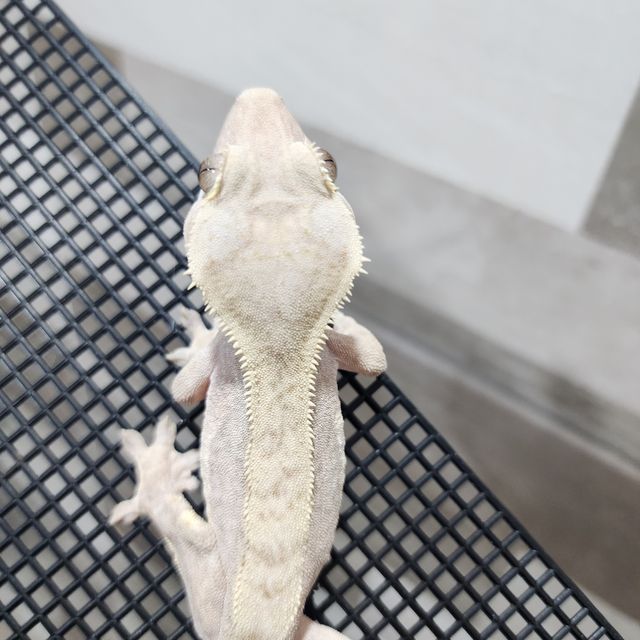 하이포