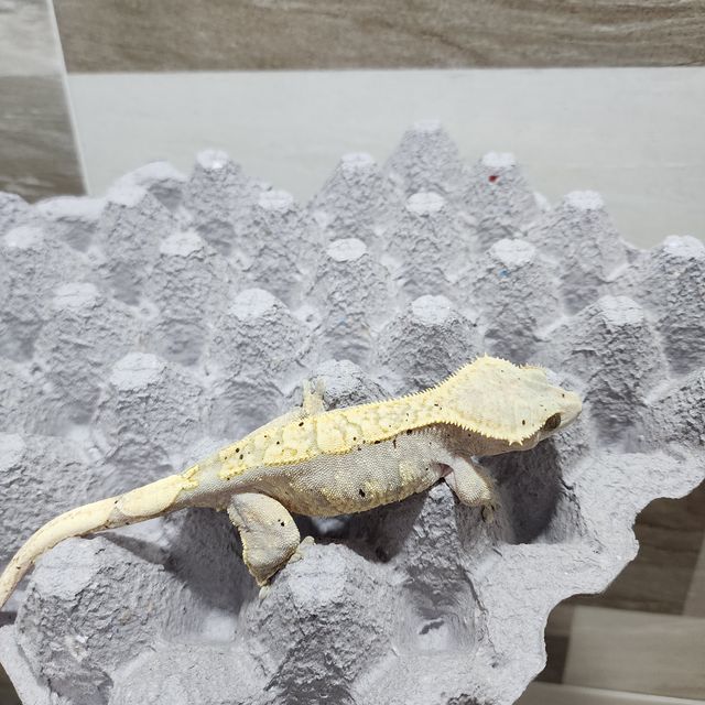 하이포