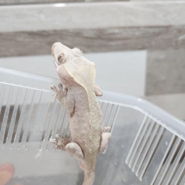 하이포