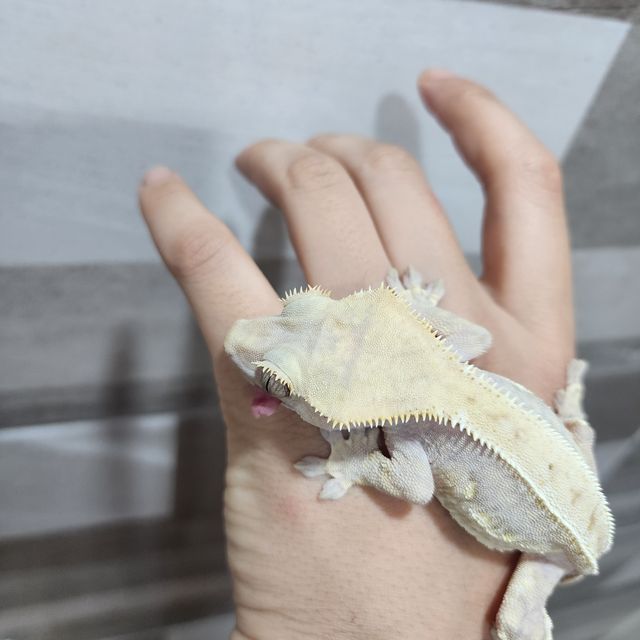 하이포