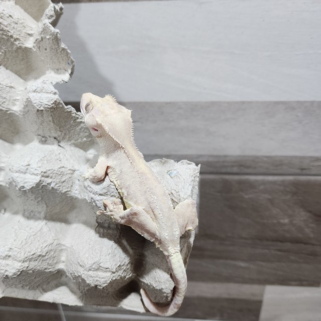 하이포 릴리화이트