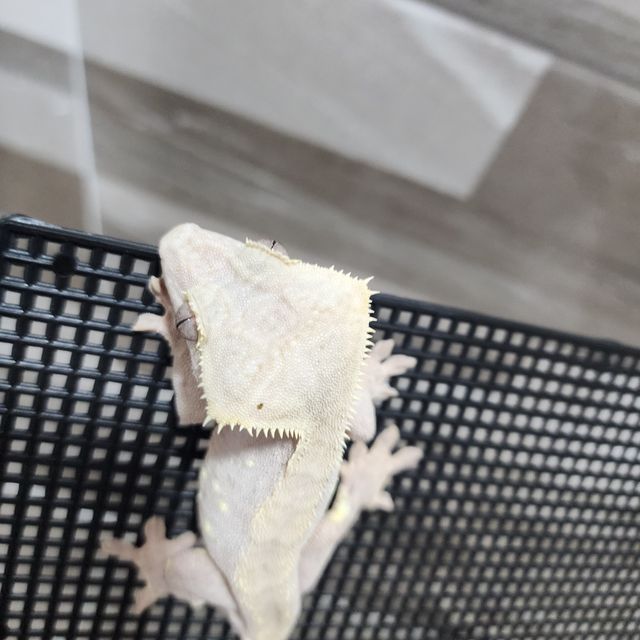 하이포