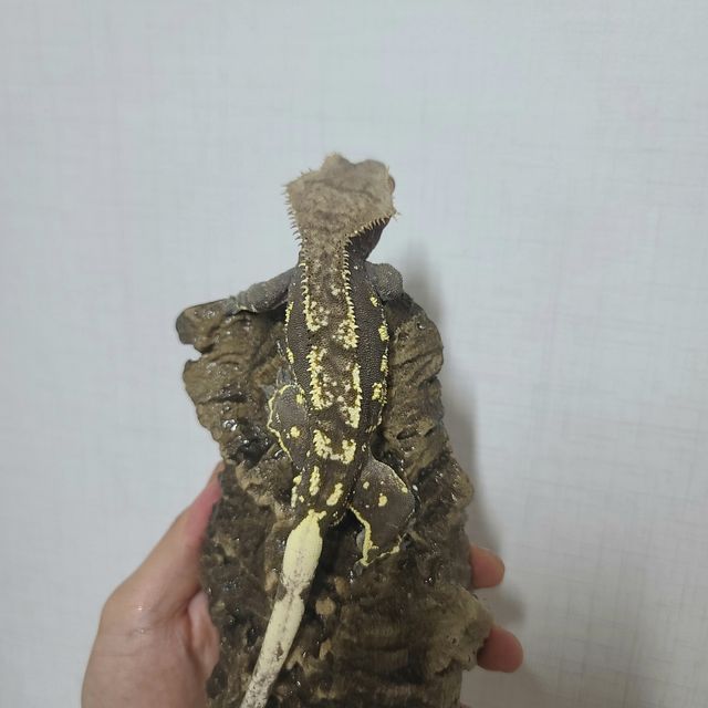 노멀 화이트포트홀