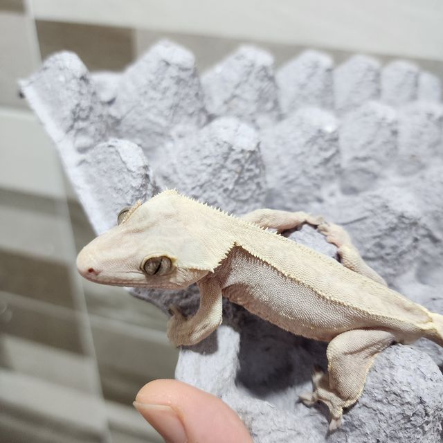하이포