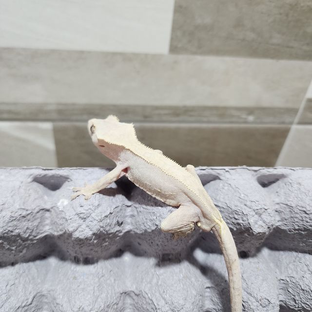 하이포