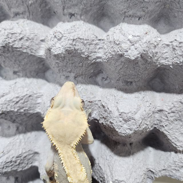 하이포