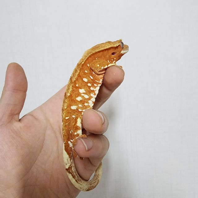 바이 화이트포트홀