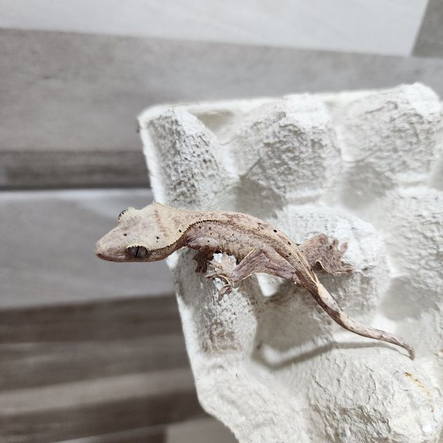 하이포