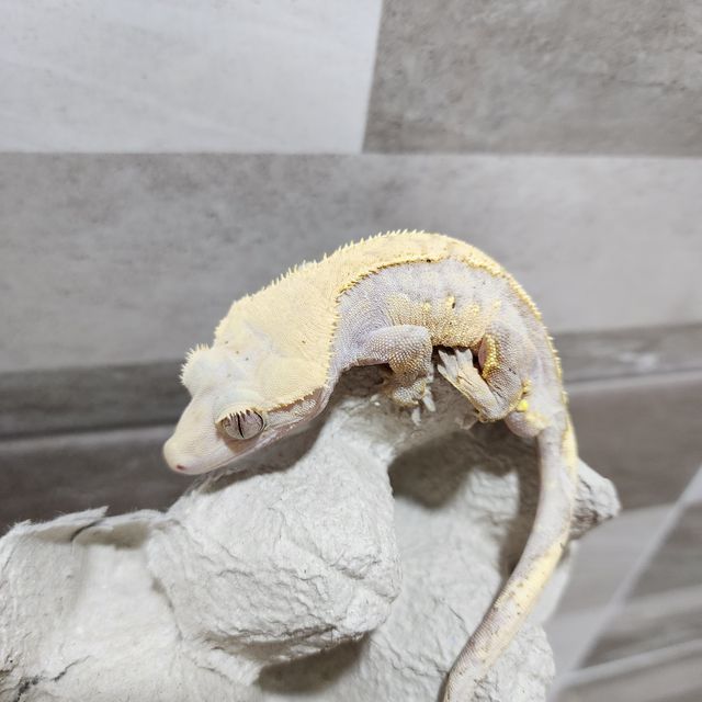하이포