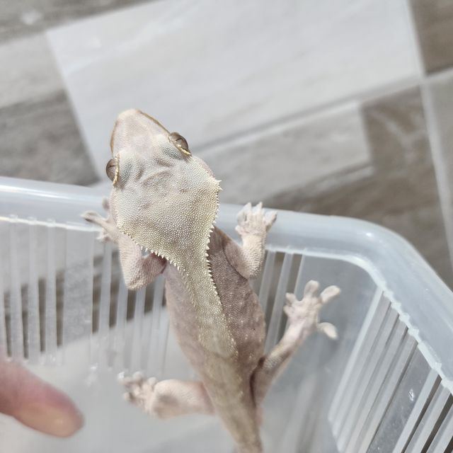 하이포