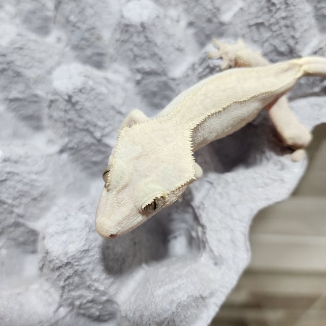 하이포