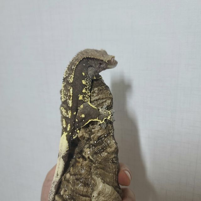 노멀 화이트포트홀