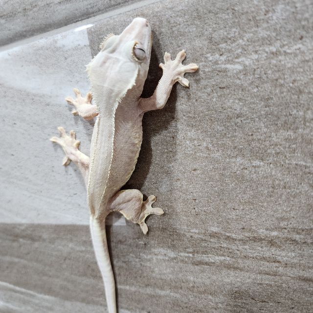 하이포 릴리화이트