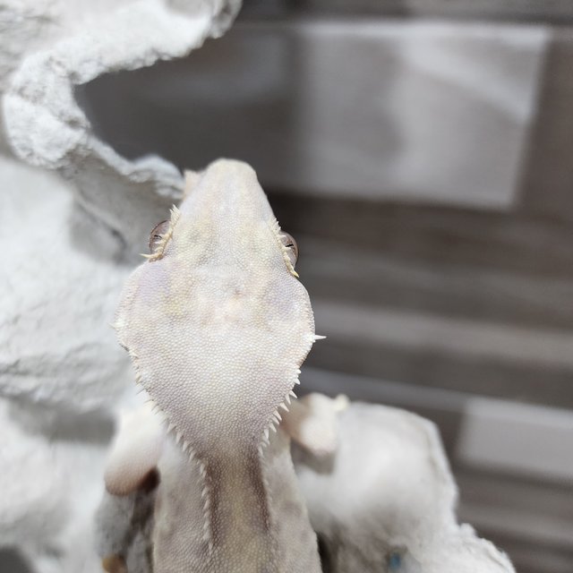 하이포 릴리화이트