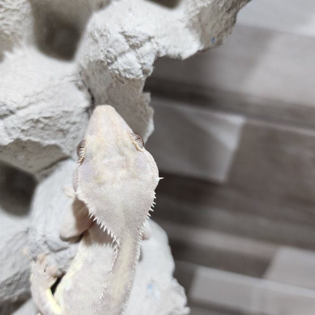 하이포 릴리화이트