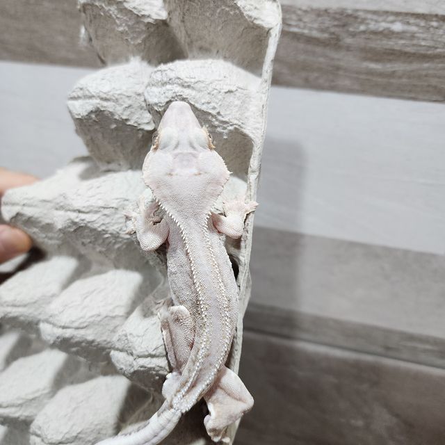 하이포 릴리화이트