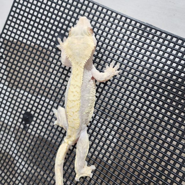 하이포