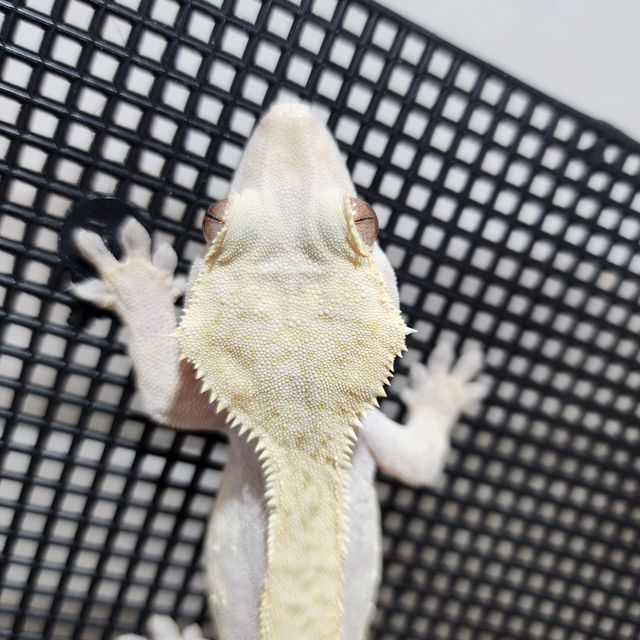 하이포