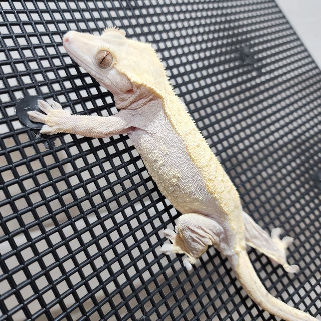 하이포
