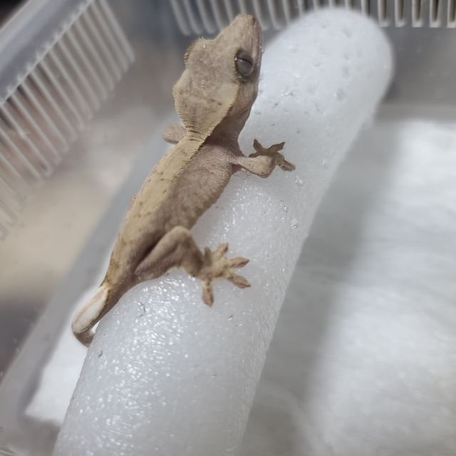하이포
