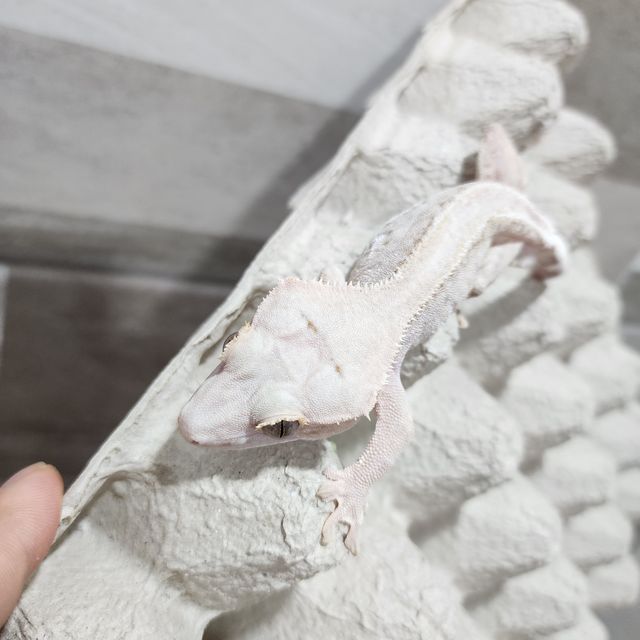 하이포 릴리화이트