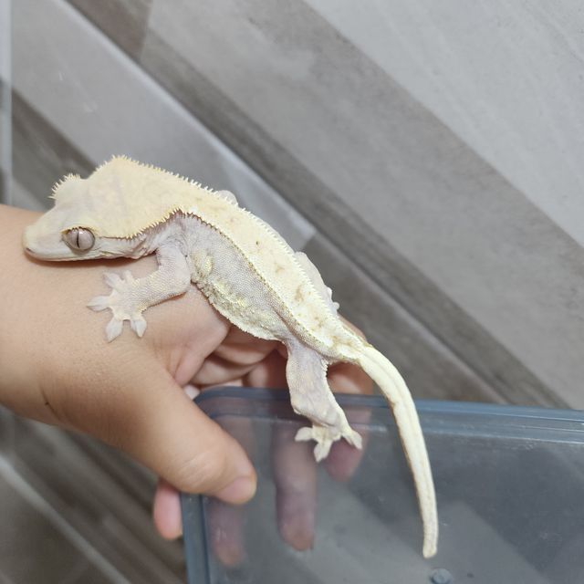 하이포