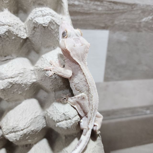 하이포 릴리화이트