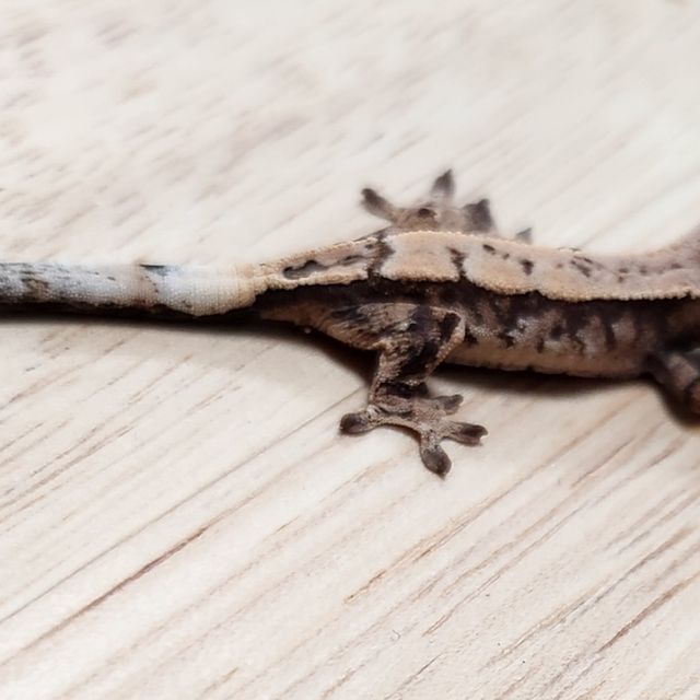 세이블 100%헷아잔틱