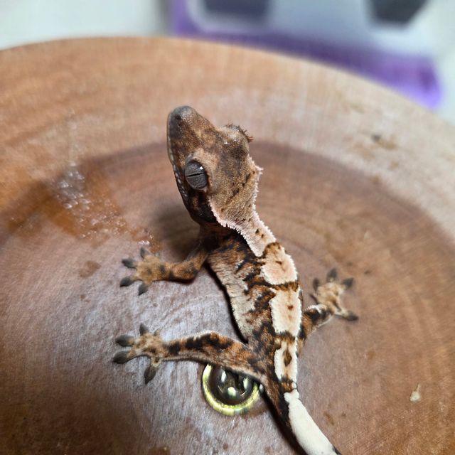 100%헷아잔틱 세이블 텐저린