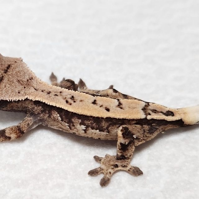 세이블 100%헷아잔틱