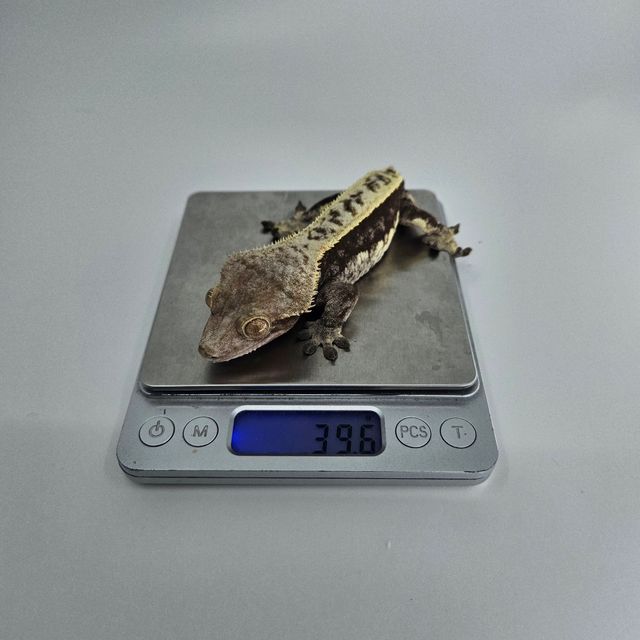 노멀 쿼드 풀핀