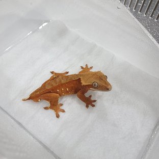 레드 바이 화이트포트홀