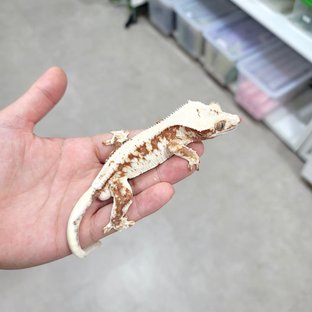 릴리화이트 레드