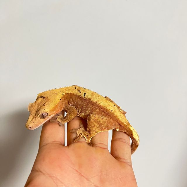 노멀 할리퀸 레드