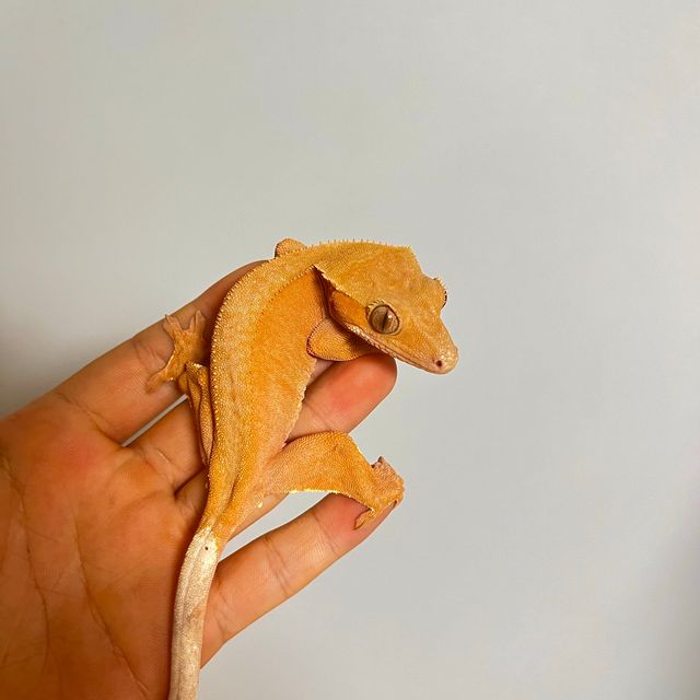 레드 바이