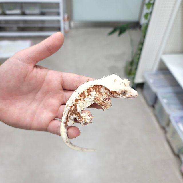 릴리화이트 레드