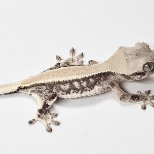 솔리드백 릴리100%헷아잔틱