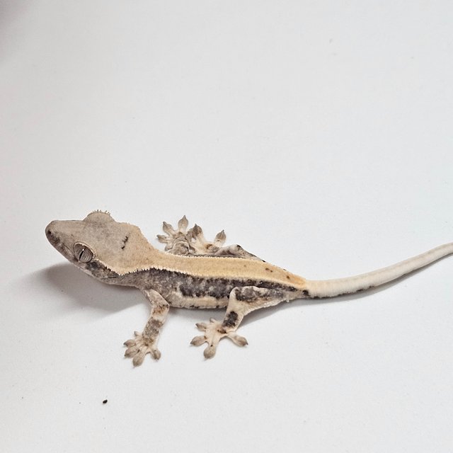 릴리100%헷아잔틱