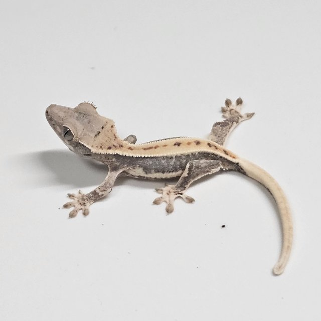 릴리100%헷아잔틱