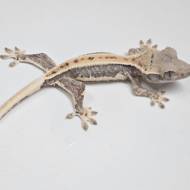 릴리100%헷아잔틱