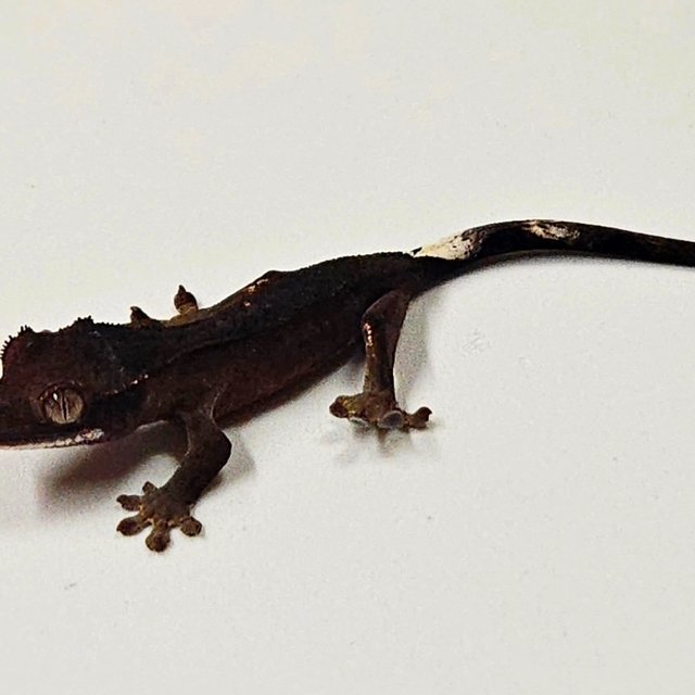 블랙 챠콜 팬텀 카푸치노