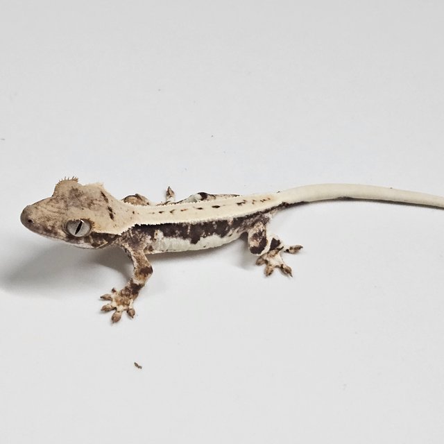 릴리100%헷아잔틱