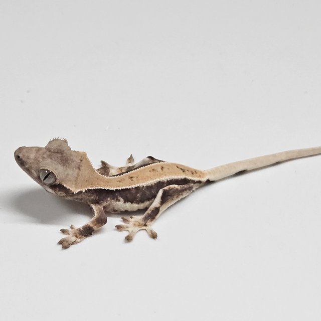 릴리100%헷아잔틱