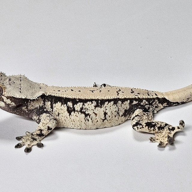 트라이 핀스트라이프 화이트스팟